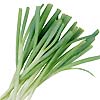 Spring Onions Evergreen